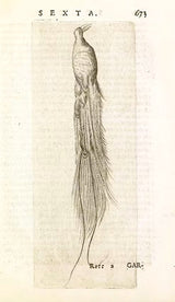 14K Georgian/Victorian Diamond & Ruby Bird of Paradise Pendant