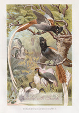 18K & Silver German Victorian White Sapphire Bird Floral Spray Bouquet Brooch with Original Lithograph